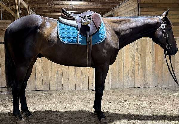 trail-appendix-horse