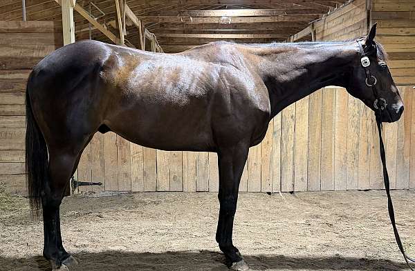 fox-hunting-appendix-horse