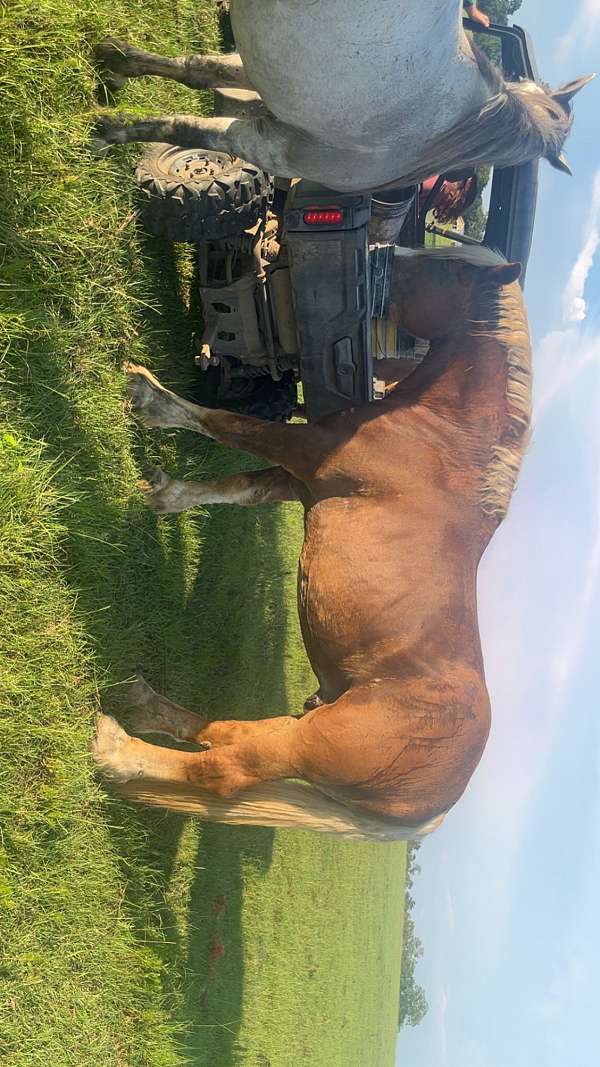 19-hand-belgian-stallion