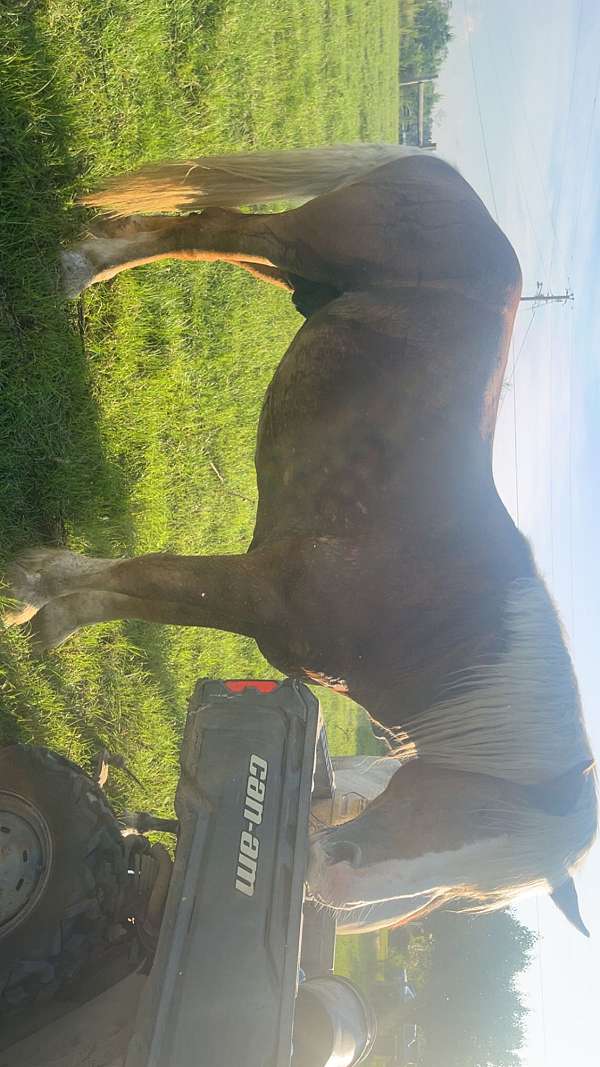 chestnut-belgian-stallion