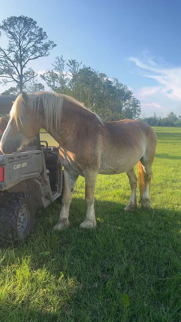 blaze-horse