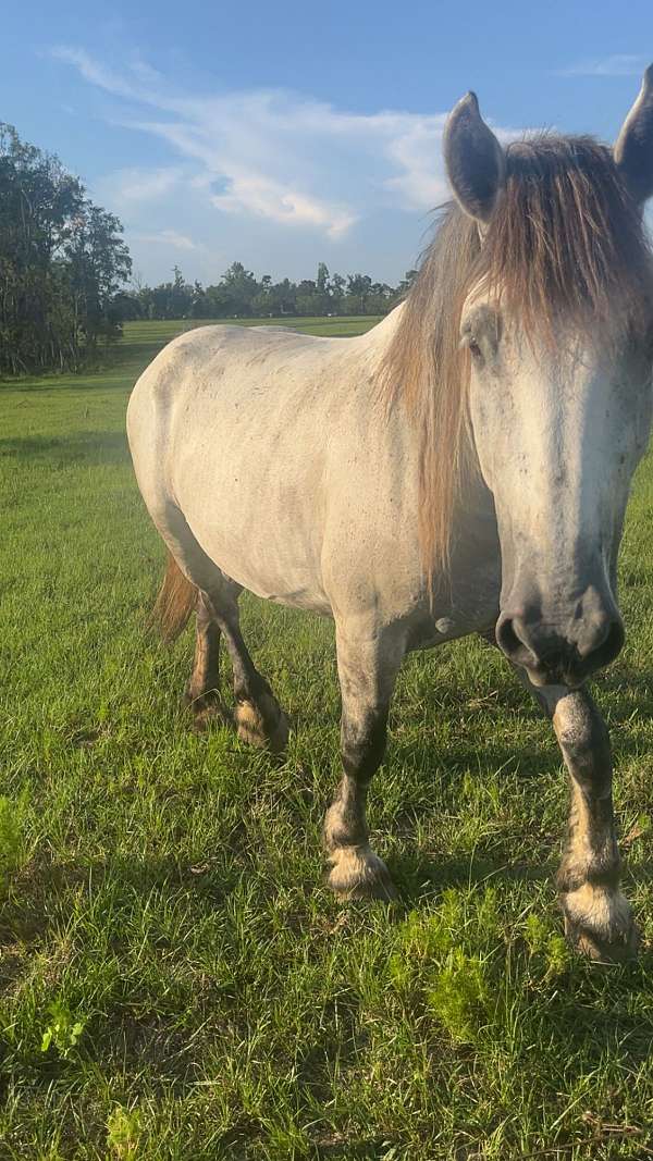 draft-mare
