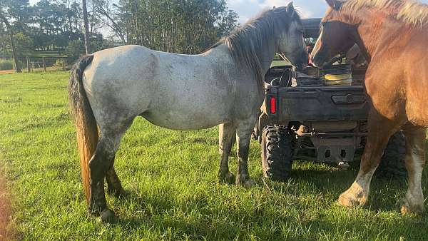 draft-horse-for-sale