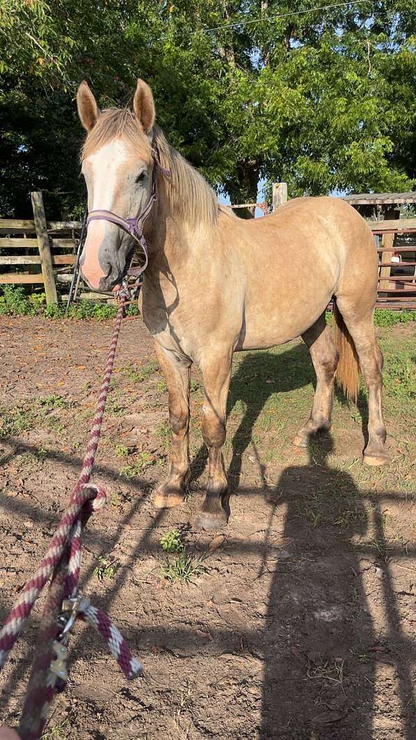 draft-gelding