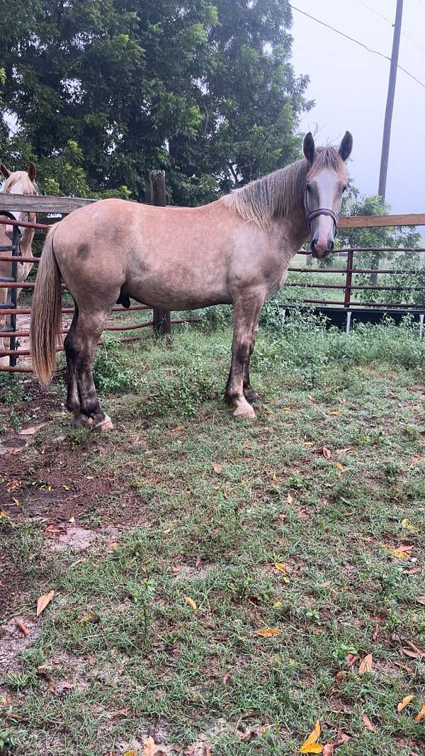 cross-halter-belgian-percheron-horse
