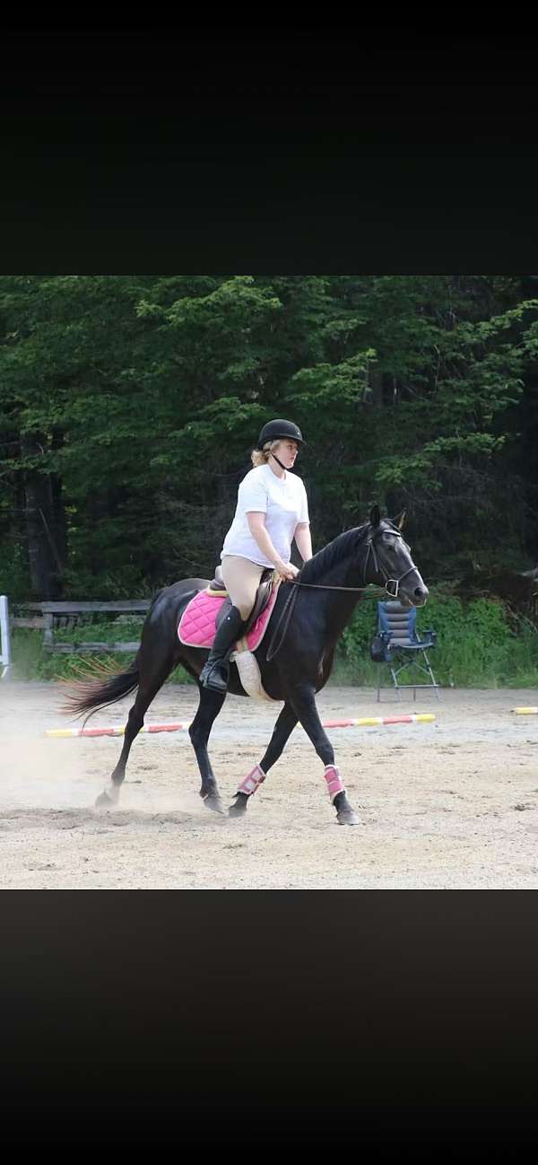experienced-arabian-standardbred-horse