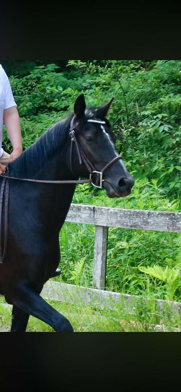 beginner-arabian-standardbred-horse