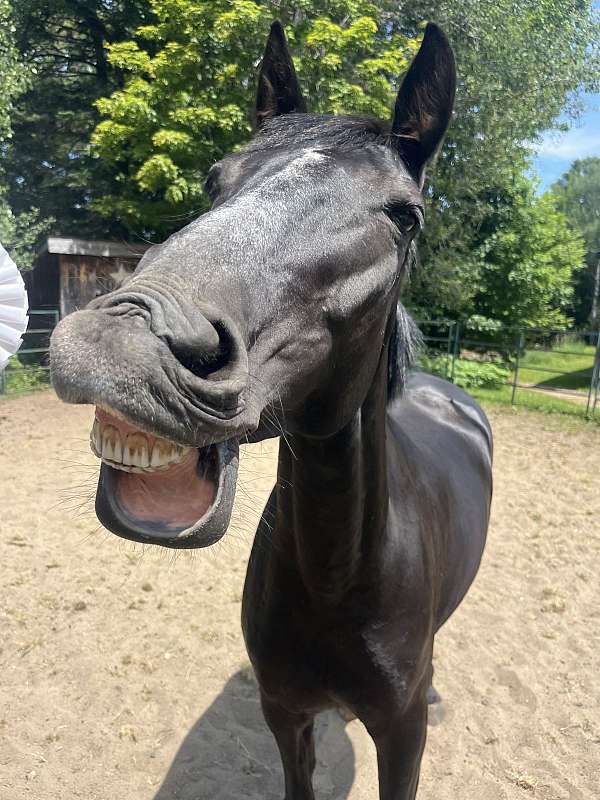 trail-arabian-standardbred-horse