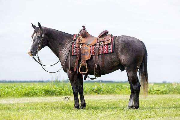 all-around-quarter-horse