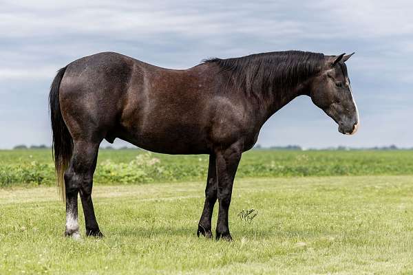 athletic-quarter-horse