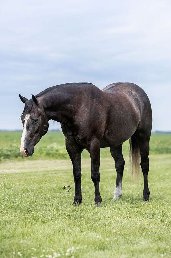 flashy-quarter-horse