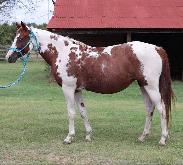 all-around-paint-horse