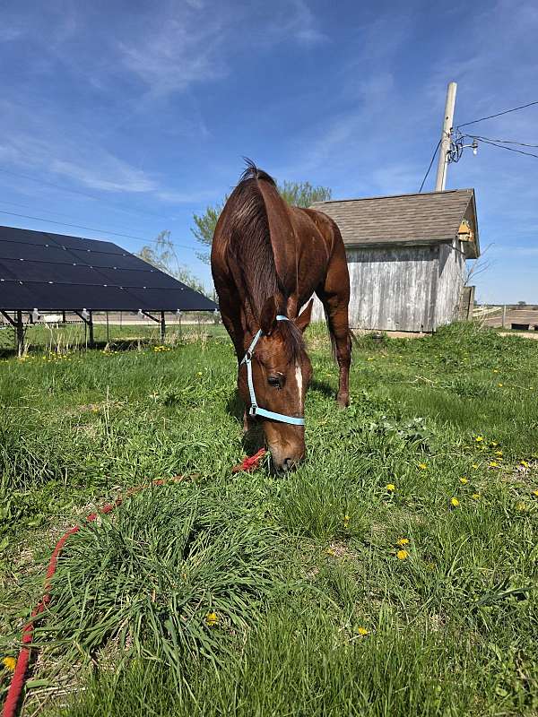 morgan-standardbred-gelding