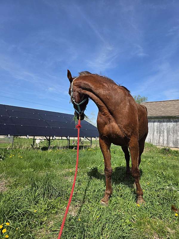 morgan-standardbred