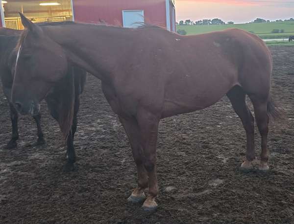 gelding