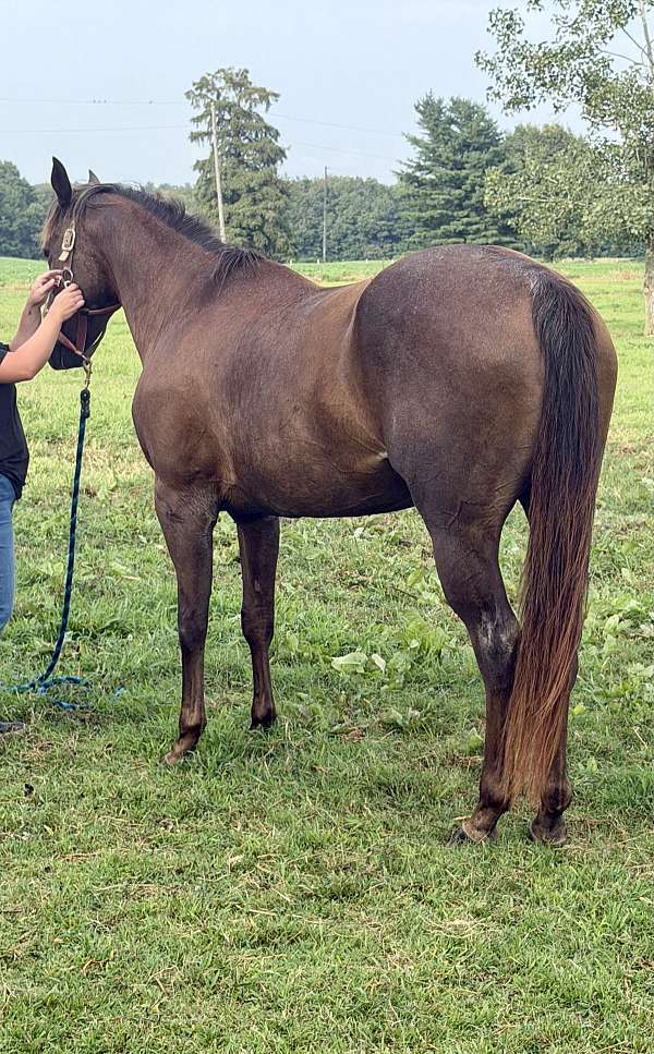 all-quarter-horse