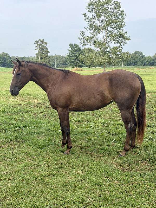 all-around-quarter-horse