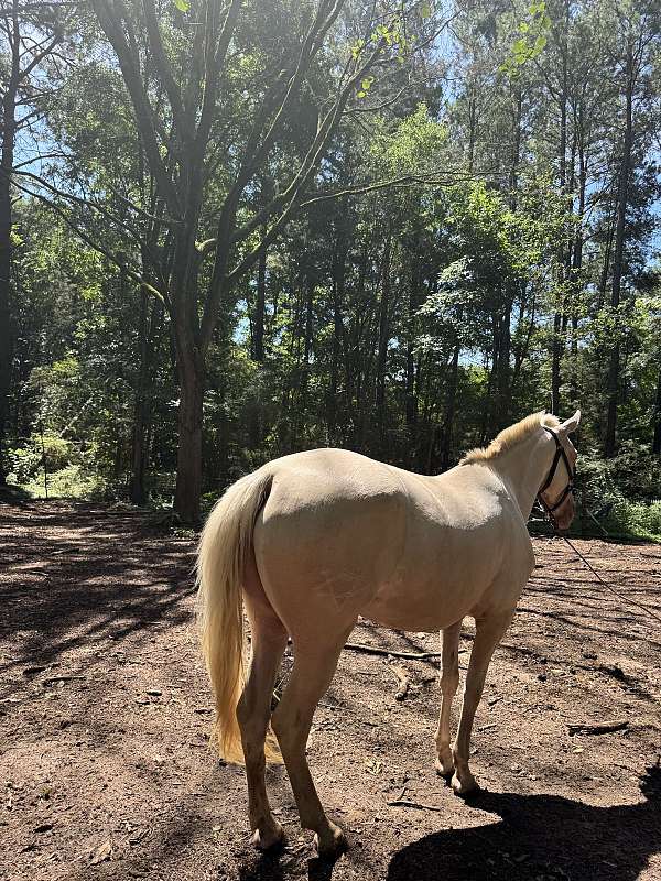breeders-trust-palomino-horse
