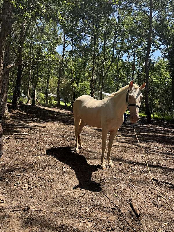 breeding-palomino-horse