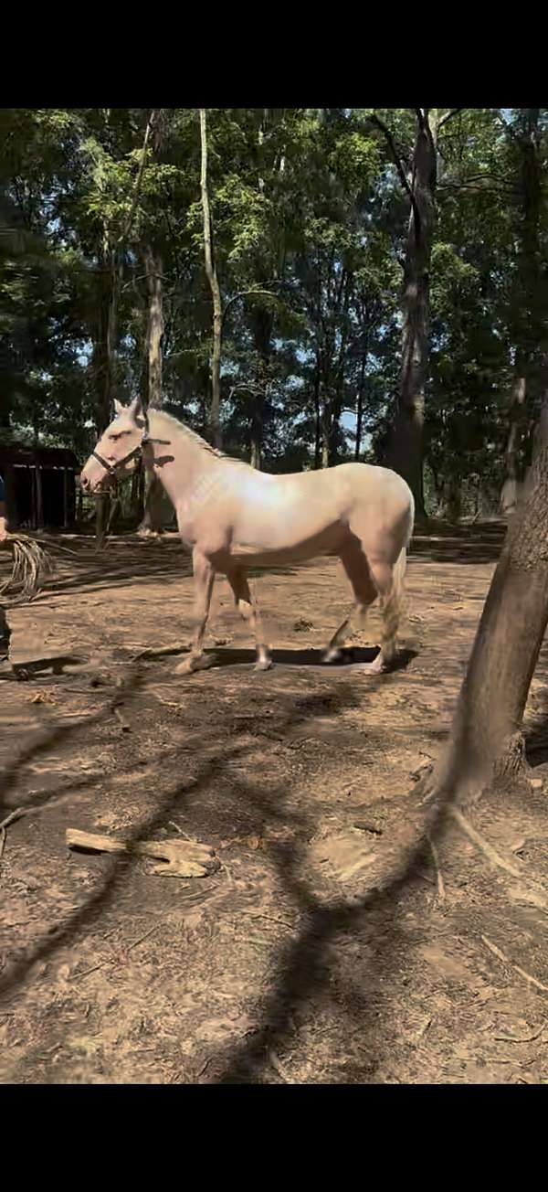 ancce-palomino-mare