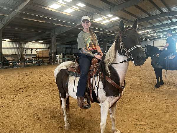spotted-saddle-gelding