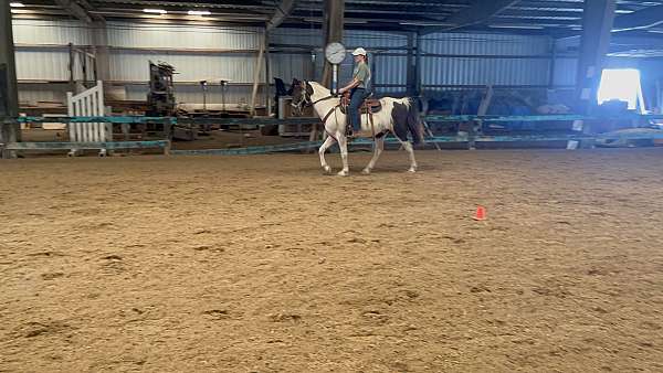 spotted-saddle-horse-for-sale