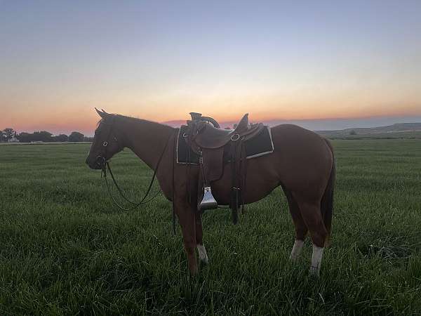 reined-cow-quarter-horse
