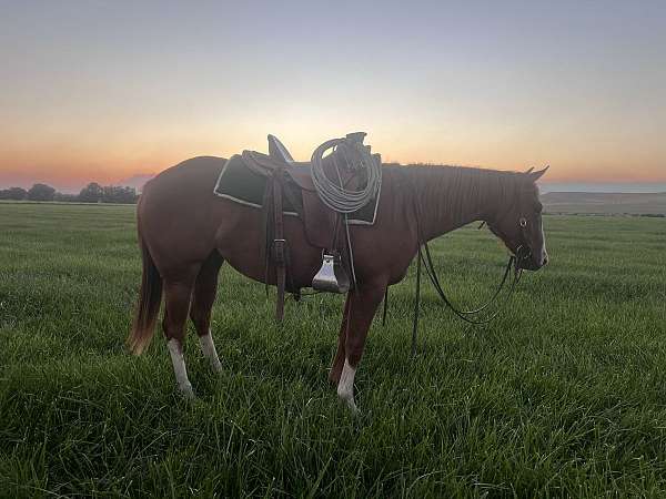 roping-quarter-horse