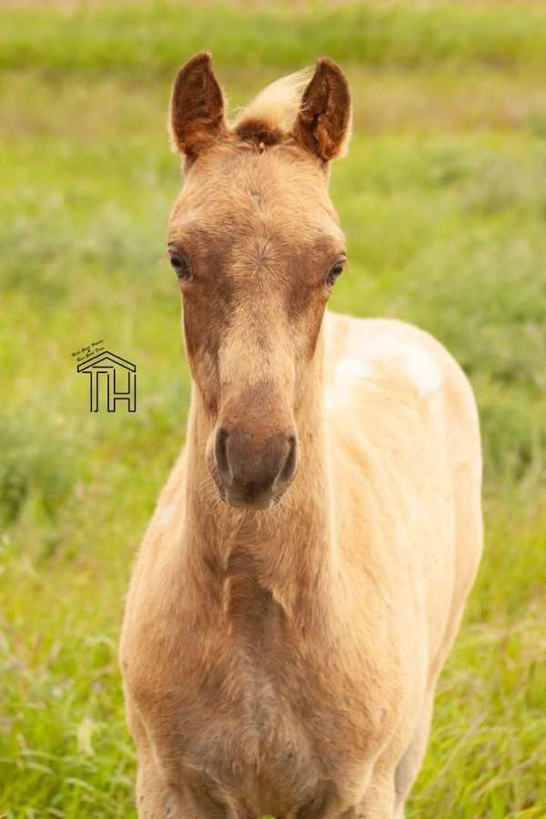 cutting-prospect-crossbred-pony