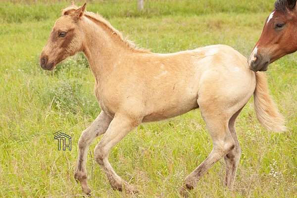 heading-crossbred-pony