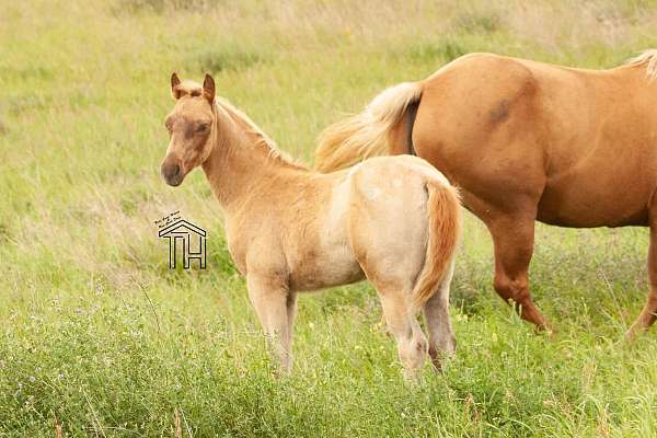 futurity-eligible-crossbred-pony