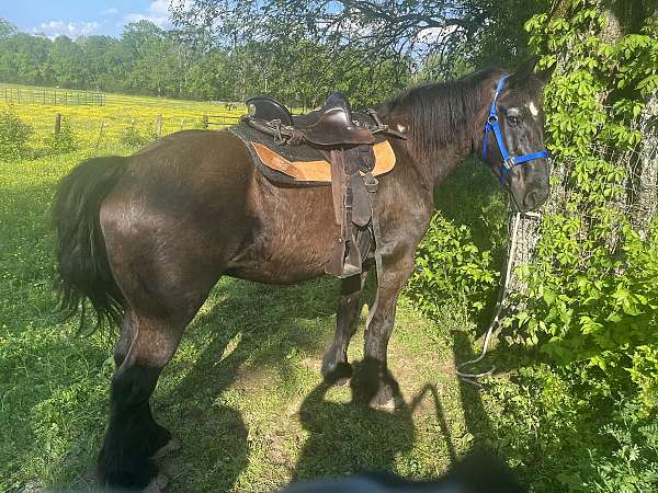 black-star-on-forehead-horse