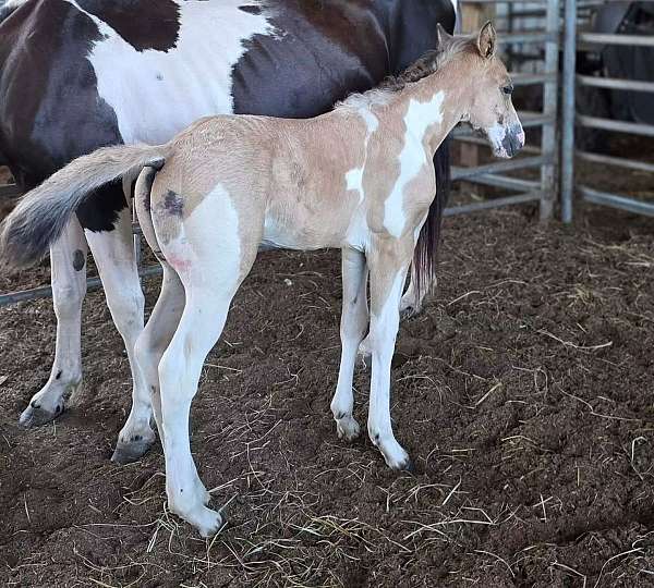 all-around-paint-horse