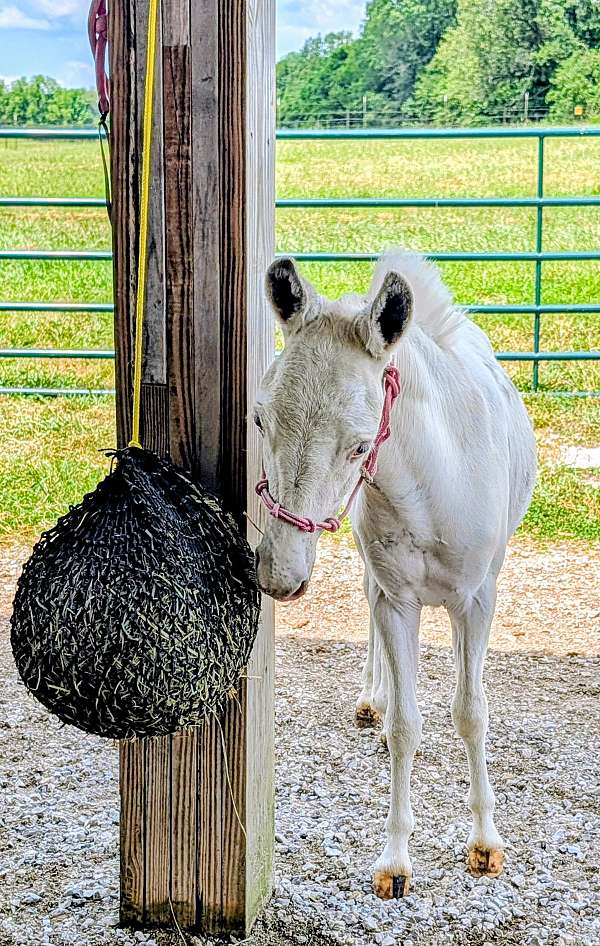 pinto-donkey-gelding-yearling