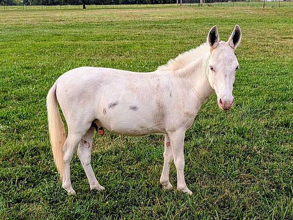 driving-spotted-donkey
