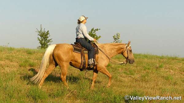ranch-quarter-horse