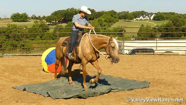 ranch-versatility-quarter-horse