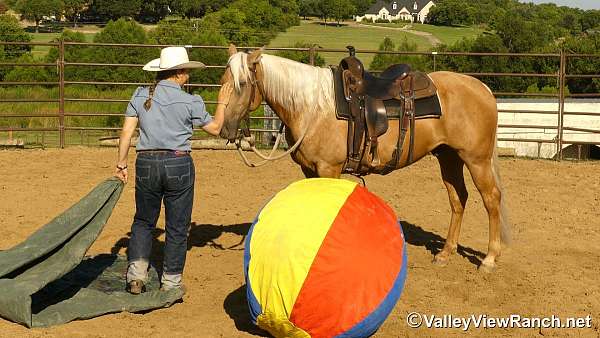 ranch-work-quarter-horse