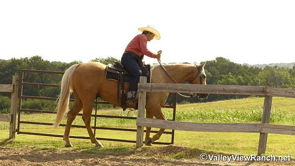 team-penning-quarter-horse