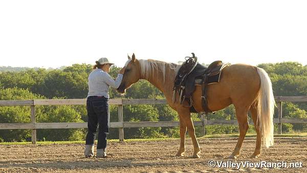 trail-class-competition-quarter-horse