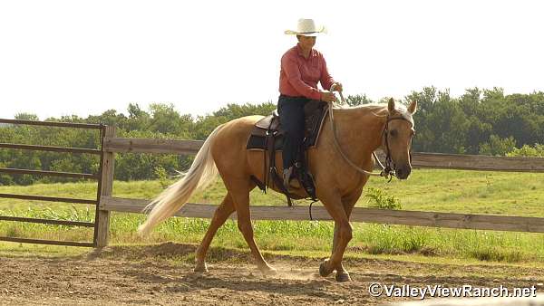 trail-quarter-horse