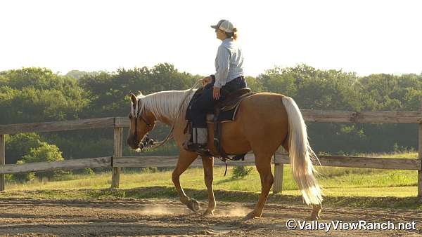 palomino-quarter-horse-gelding
