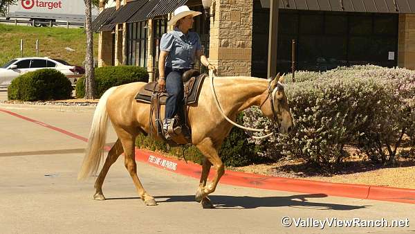palomino-ranch-versatility-horse