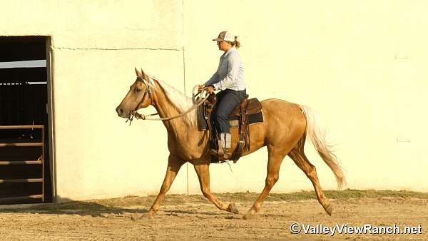 western-riding-quarter-horse