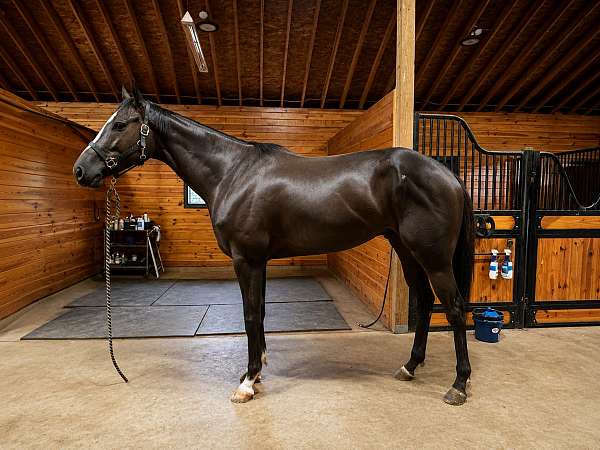 blaze-horse