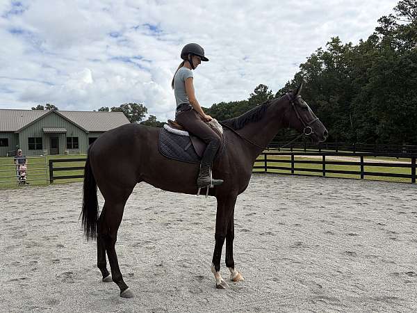 black-blaze-horse