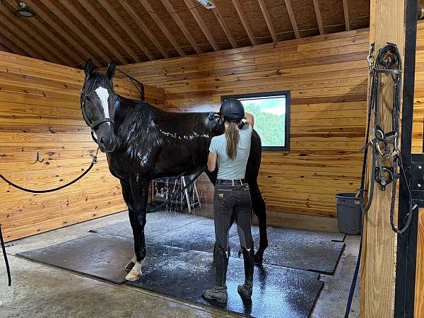 all-around-thoroughbred-horse
