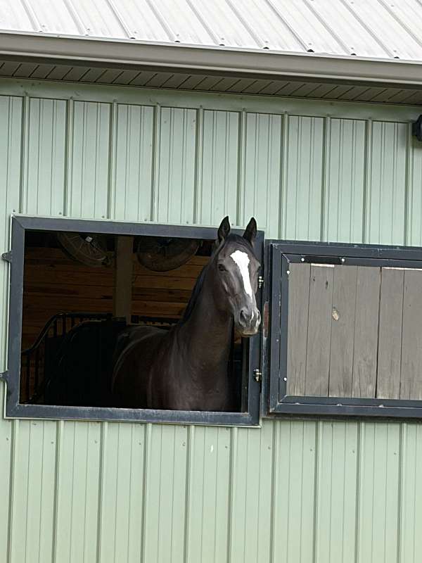 athletic-thoroughbred-horse