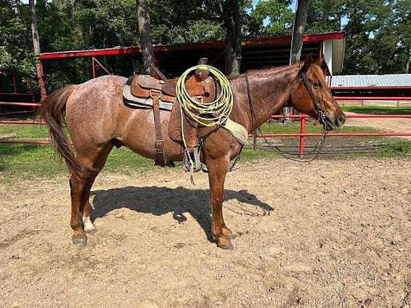 all-around-quarter-horse