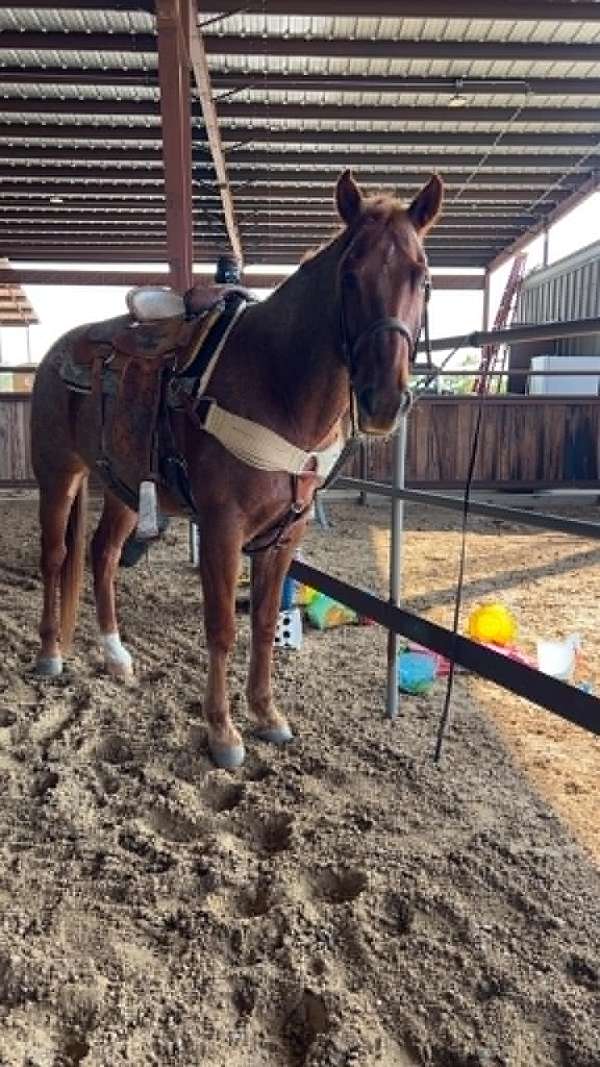 athletic-quarter-horse